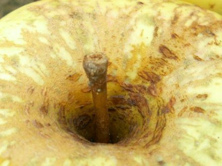 05 Pédoncule et cavité pédonculaire au 21 octobre 2006.